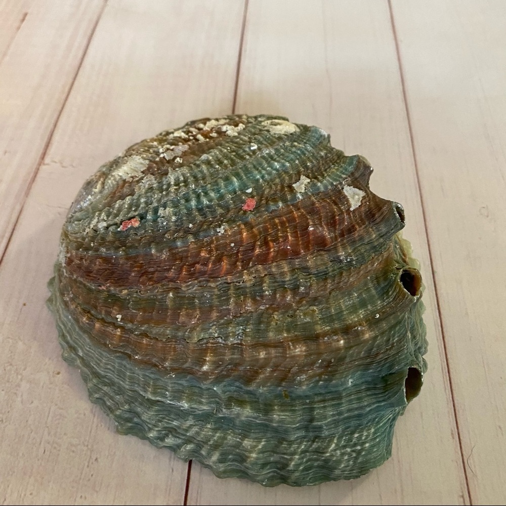 Vintage Abalone Sea Shell - Picture 9 of 9